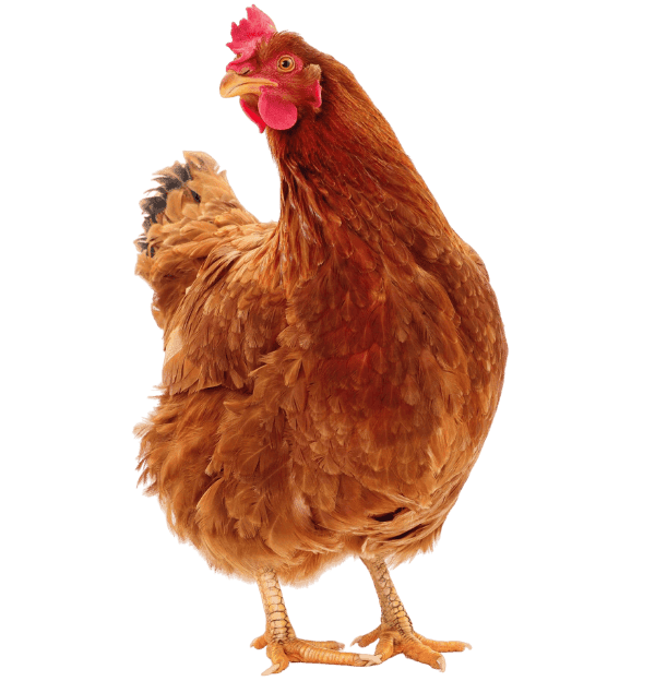 Poulet fermier rustique en plein air, image de haute qualité.