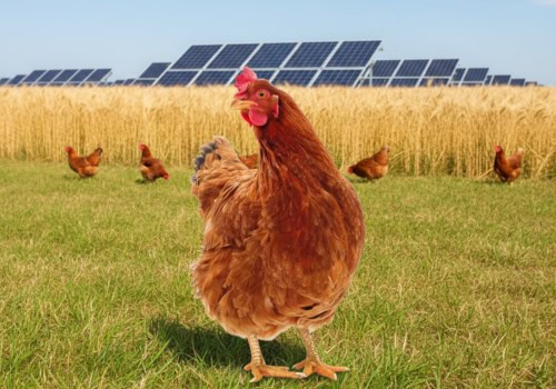 File name: poule-structure-photo-solaire-environnement.jpg.